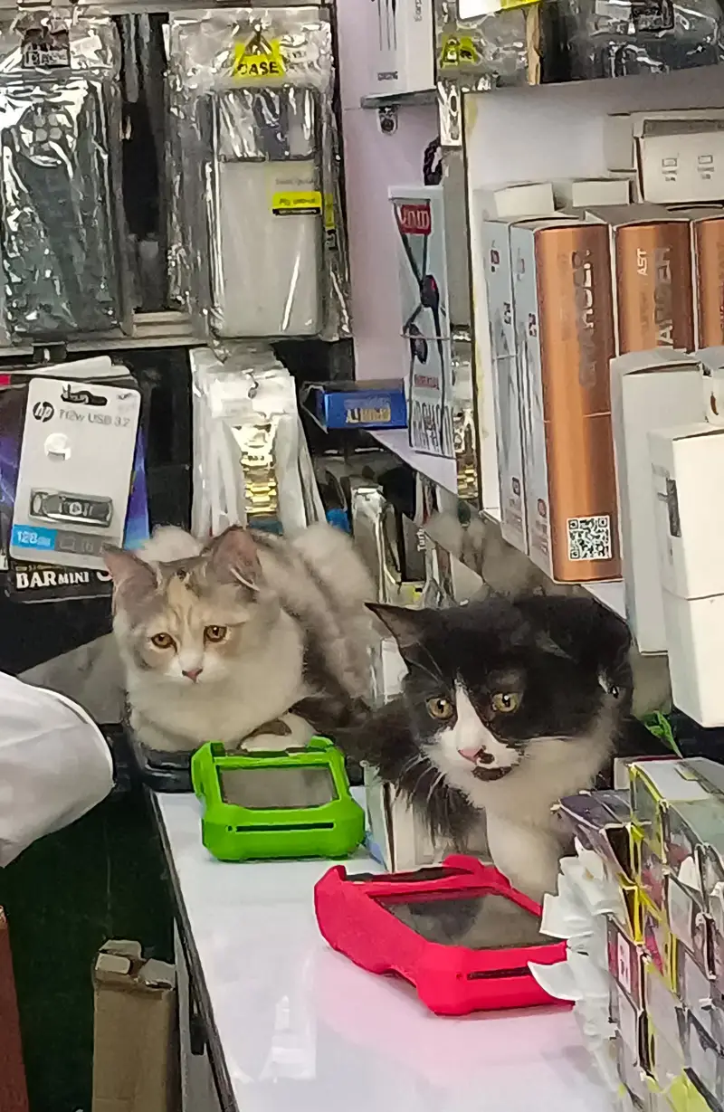 persian cat