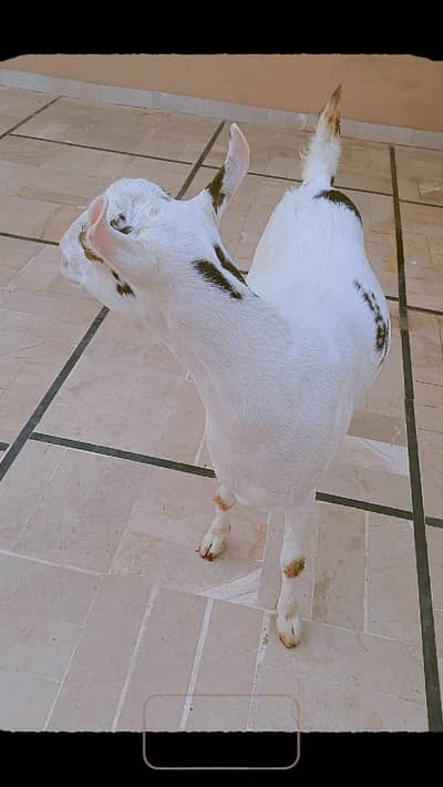 Bakri gabban 3 months