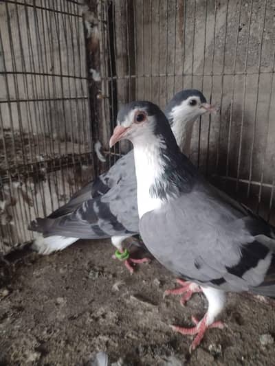 shirazi pair