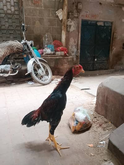 abhi 8 month sa bhi chota ha