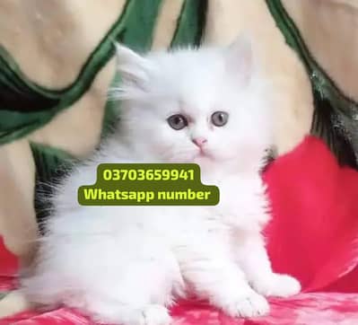 ( Persian Female Kitten ) For sale Contact WhatsApp