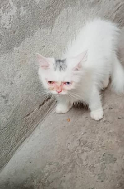 punch Sami punch doll face kitten