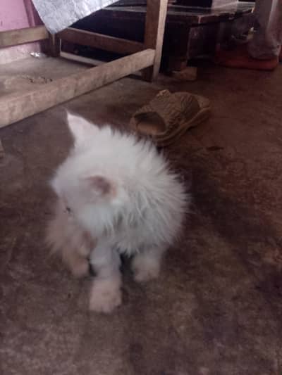 very smart cat