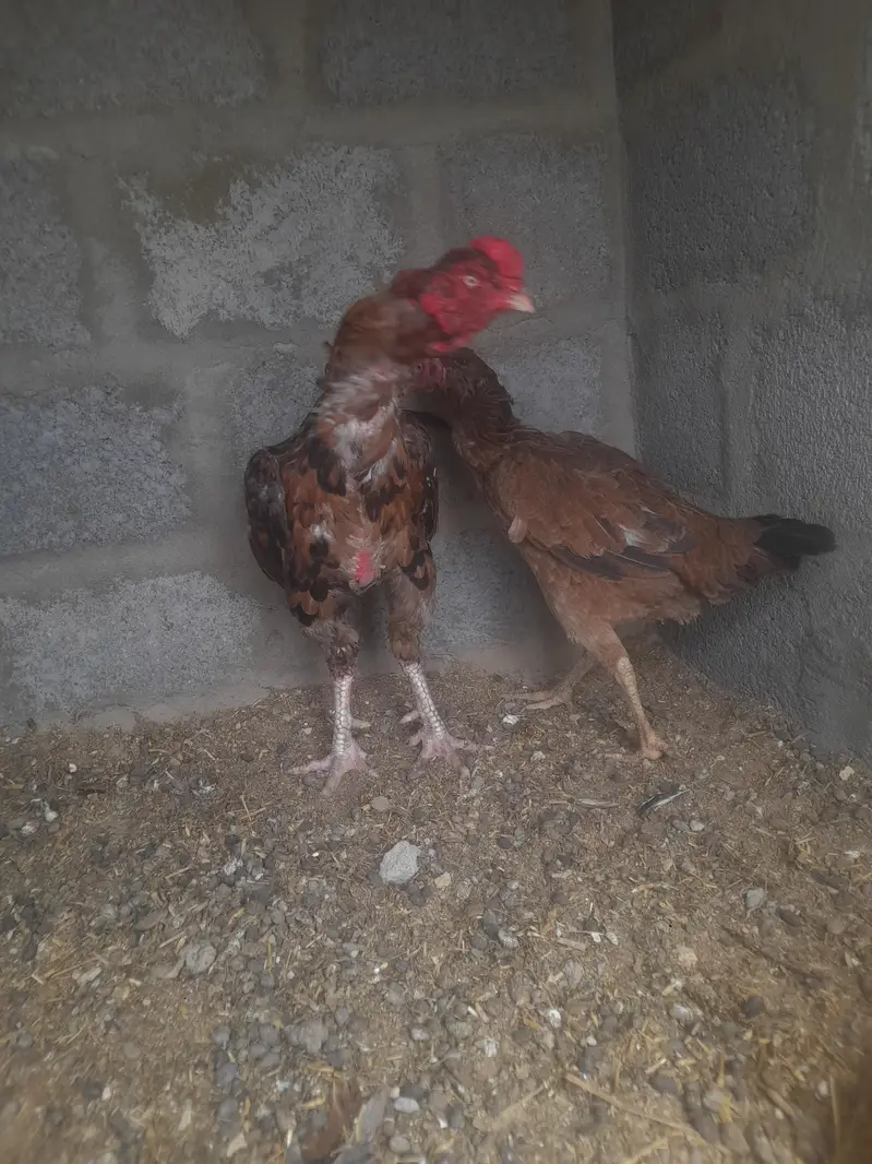 maadya pair — photo 3