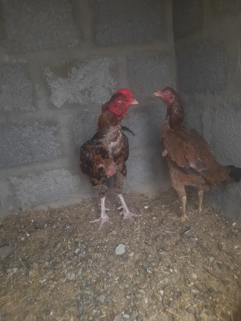 maadya pair — photo 4