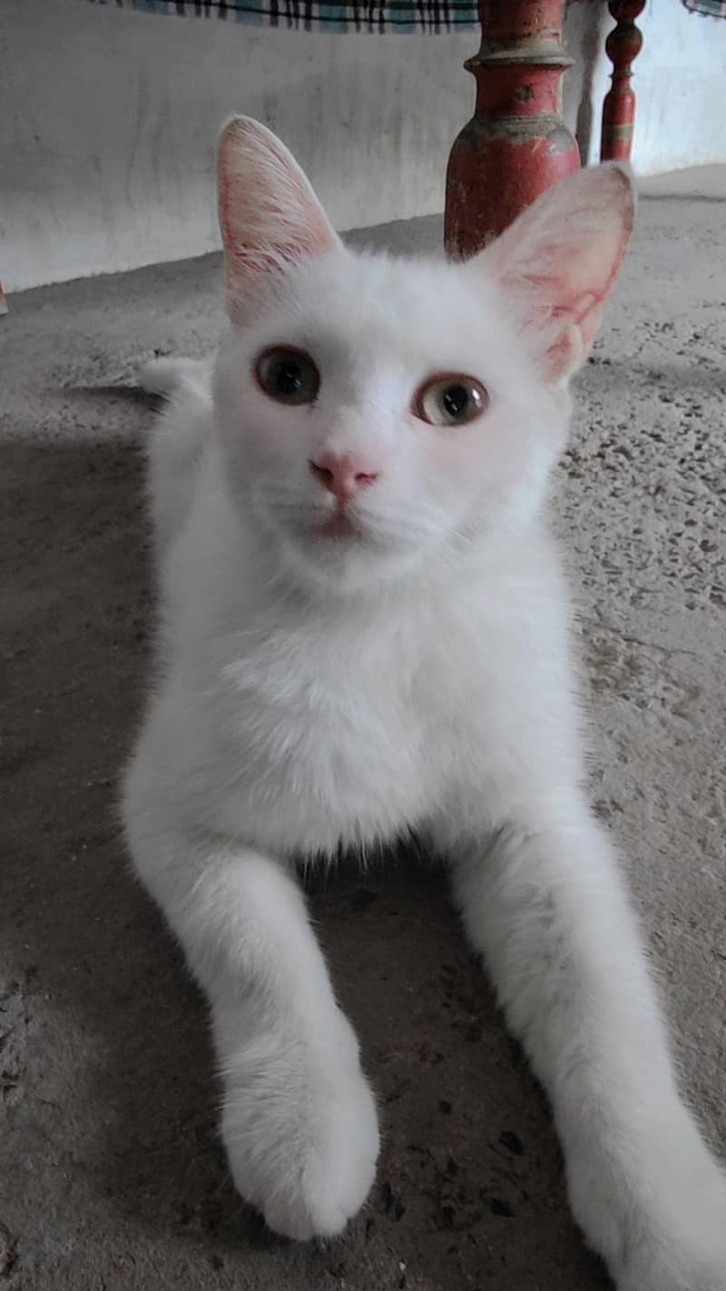 Kitten  0