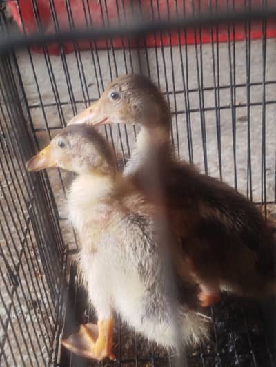 Duck Chicks For Sale
