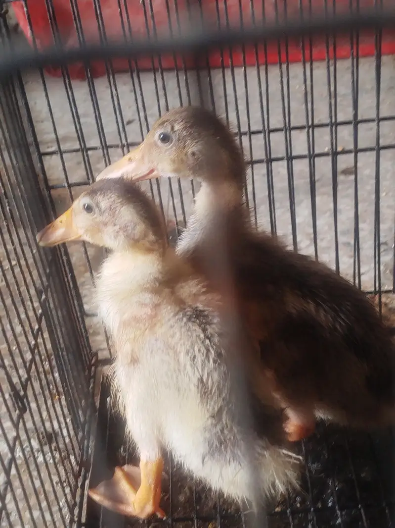 Duck Chicks For Sale