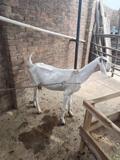 5 goats ha 3 male ha white bacche Hain jinki age 2 manth hai ek black