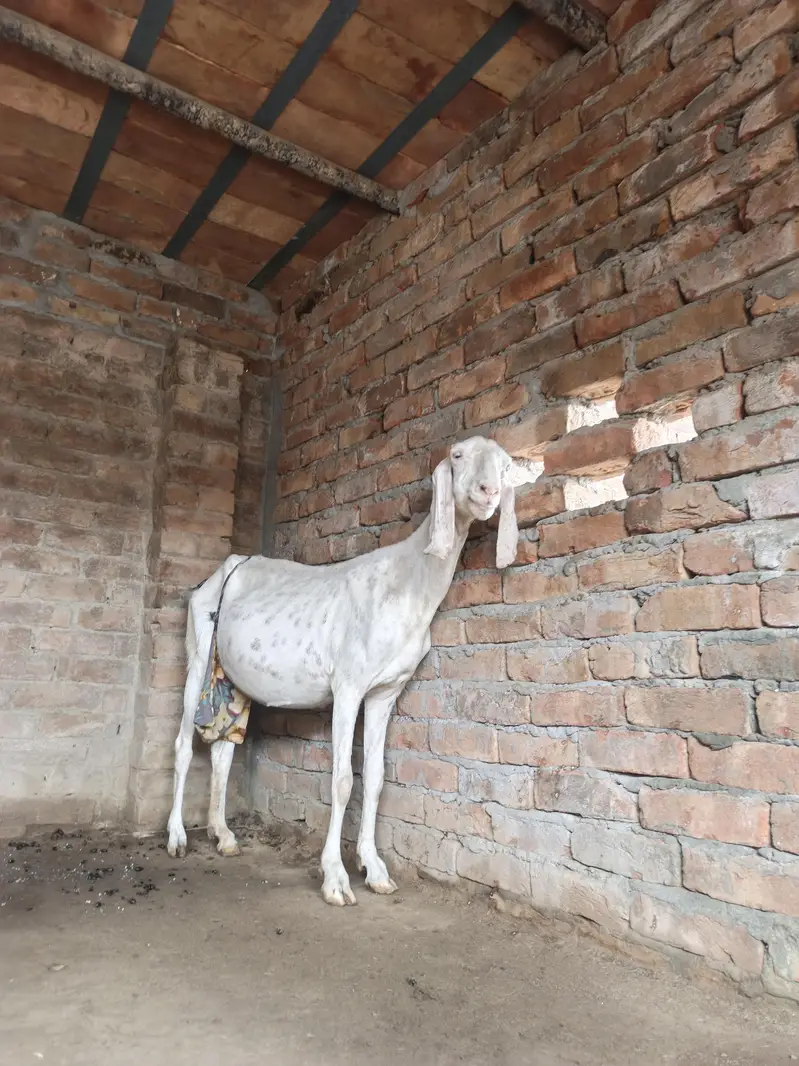 5 goats ha 3 male ha white bacche Hain jinki age 2 manth hai ek black — photo 2