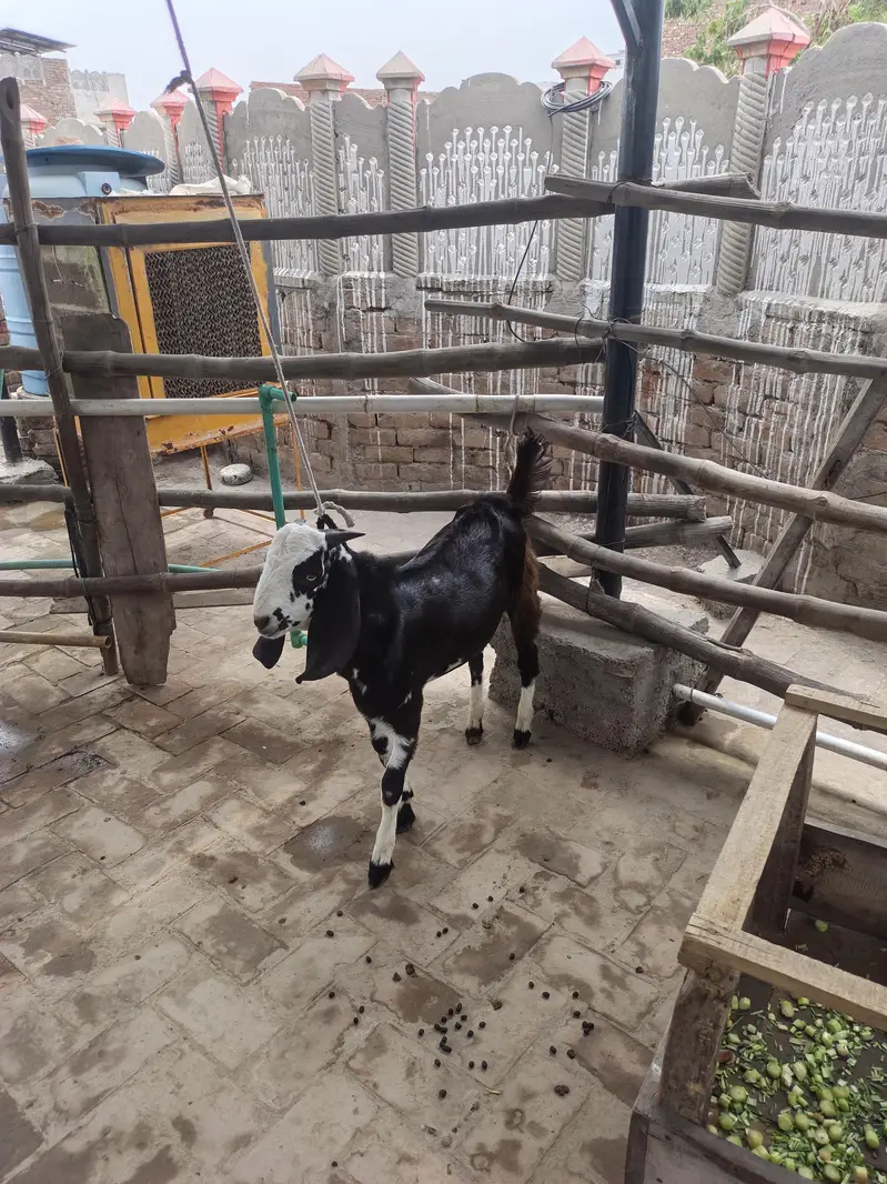 5 goats ha 3 male ha white bacche Hain jinki age 2 manth hai ek black — photo 3