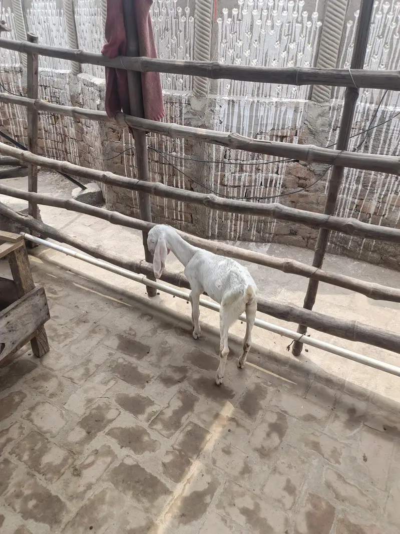 5 goats ha 3 male ha white bacche Hain jinki age 2 manth hai ek black — photo 4