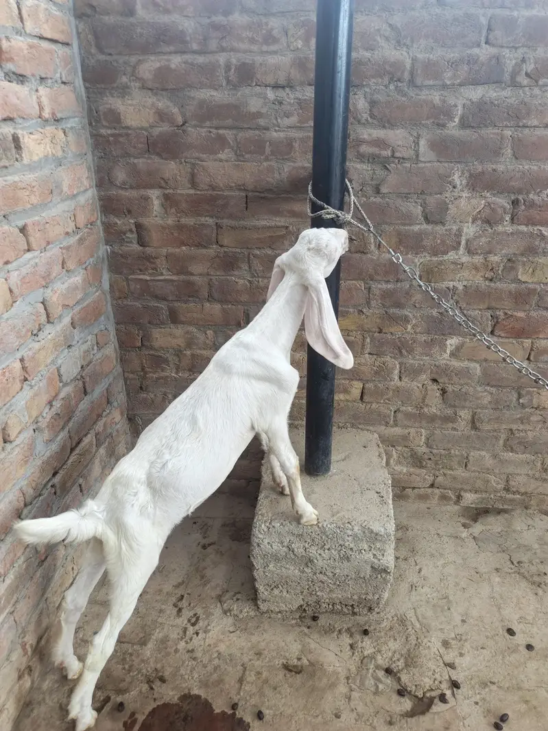 5 goats ha 3 male ha white bacche Hain jinki age 2 manth hai ek black — photo 5