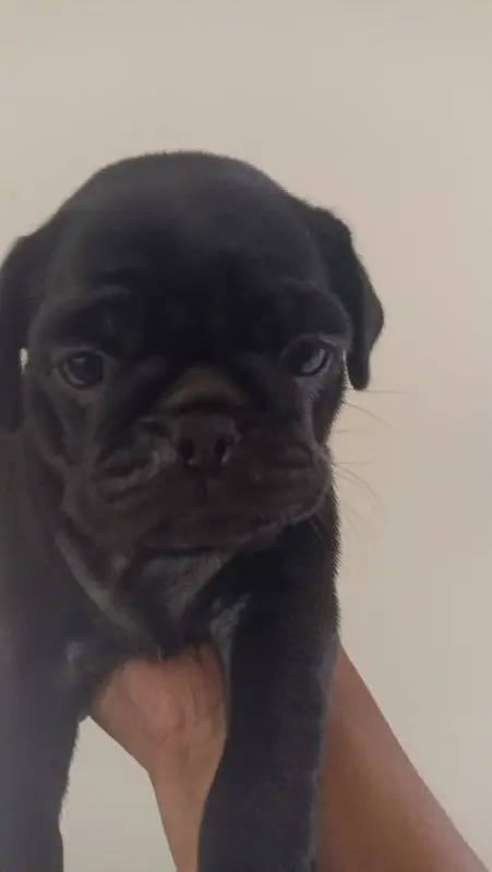 pug puppy pair extreme quality price negotiable exchange
