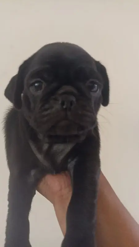 pug puppy pair extreme quality price negotiable exchange — photo 2
