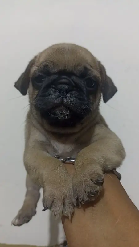 pug puppy pair extreme quality price negotiable exchange — photo 3