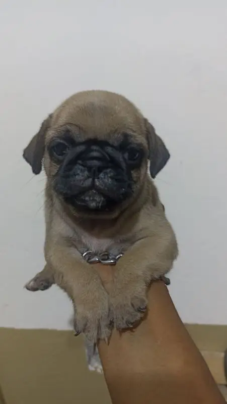 pug puppy pair extreme quality price negotiable exchange — photo 4