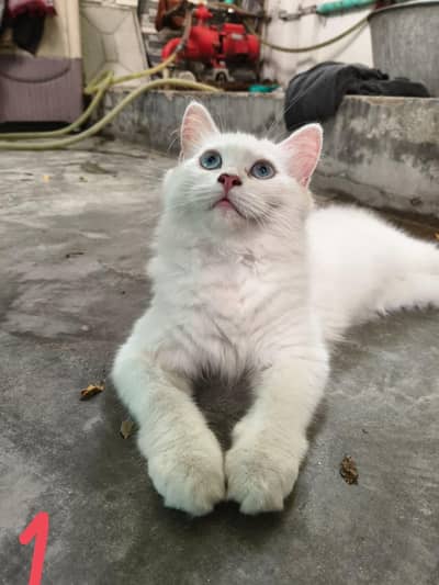 Persian Cats