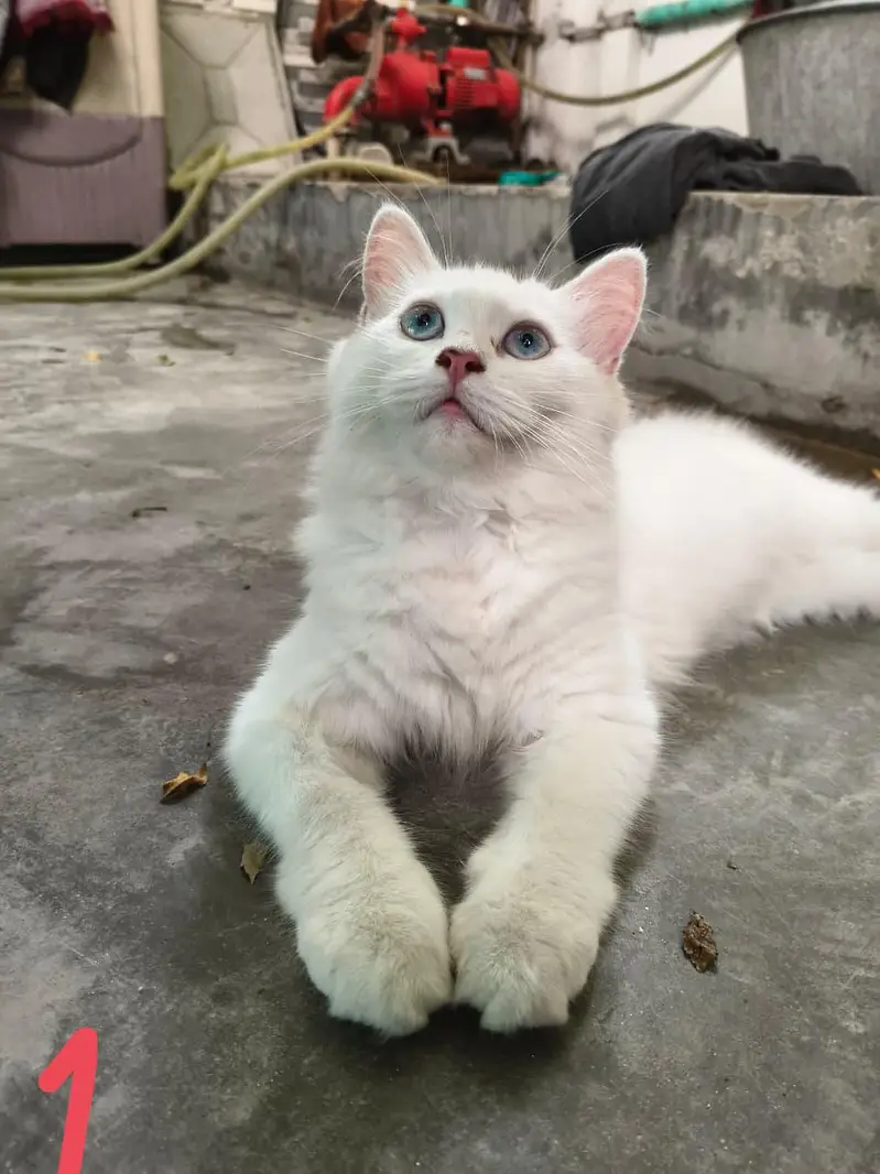 Persian Cats