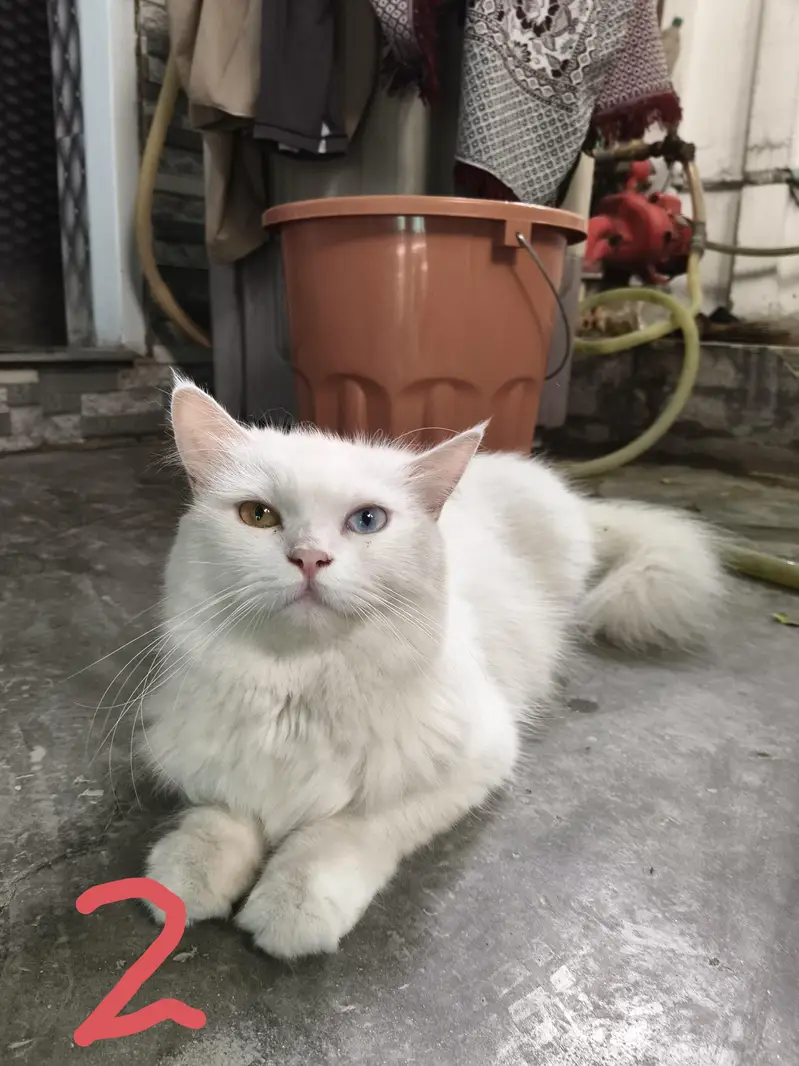 Persian Cats — photo 2