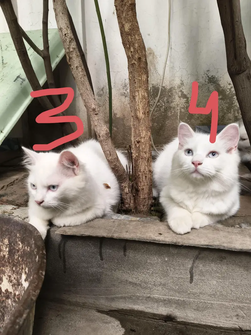 Persian Cats — photo 3