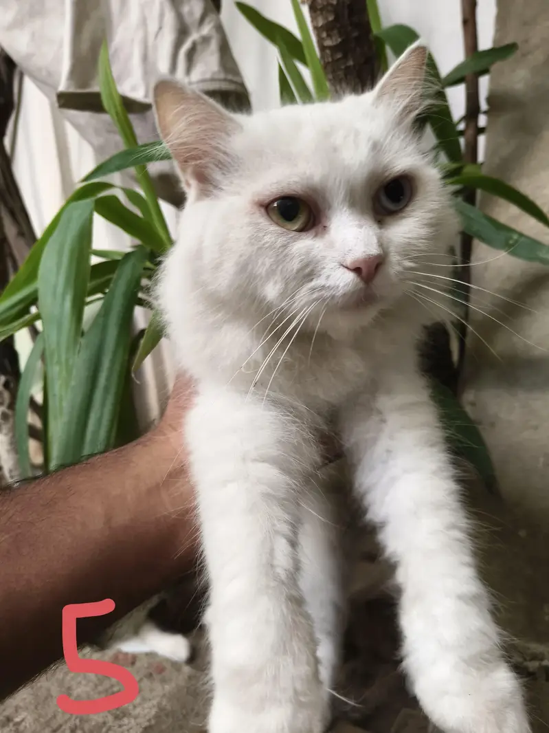 Persian Cats — photo 4