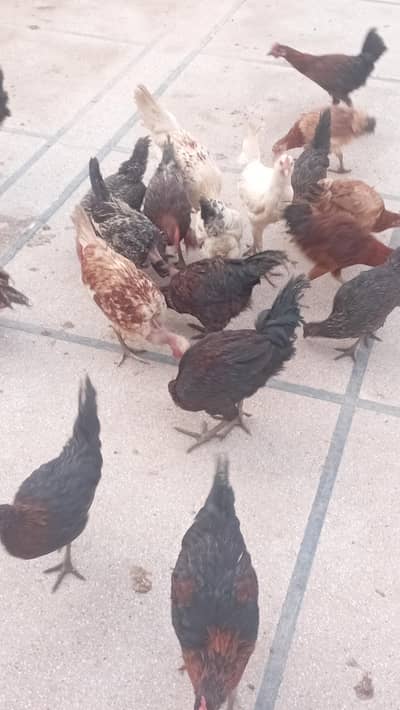 golden misri. hens available