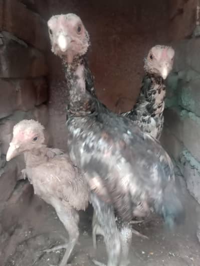 urgent sell krna ha what app no03173374370