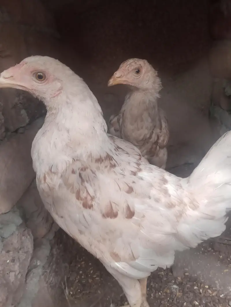 urgent sell krna ha what app no03173374370 — photo 4