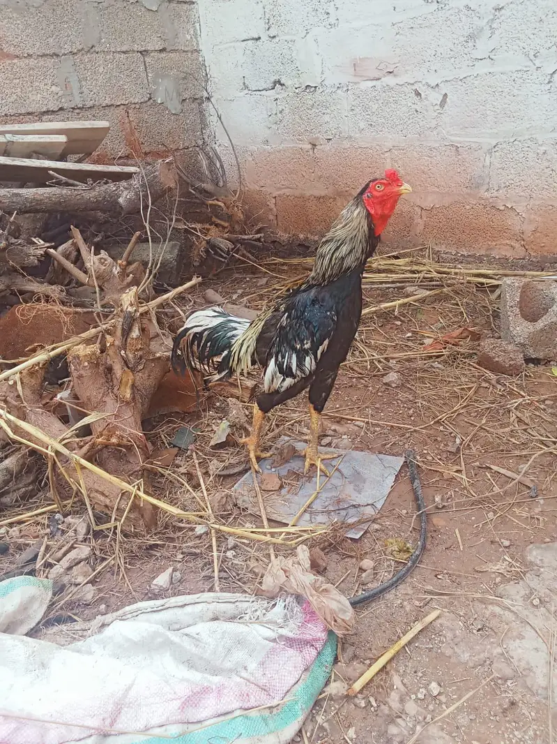 urgent sell krna ha what app no03173374370 — photo 5