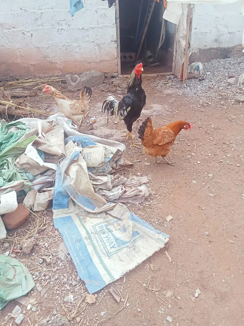 urgent sell krna ha what app no03173374370 — photo 6