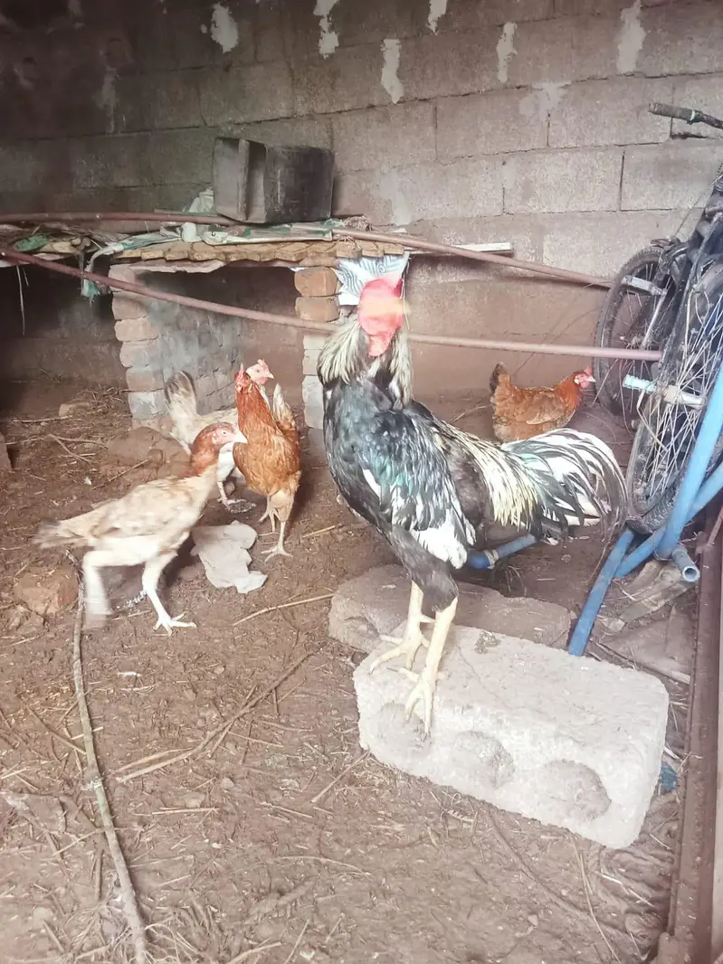 urgent sell krna ha what app no03173374370 — photo 7