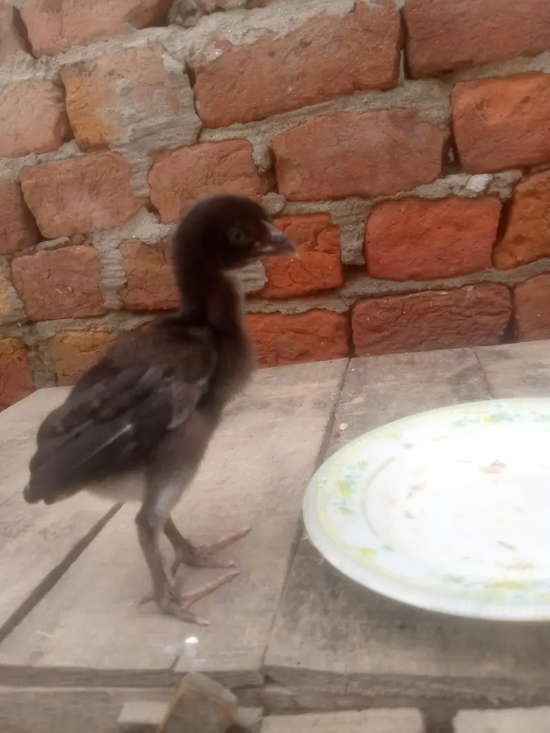 boht achi breed — photo 2