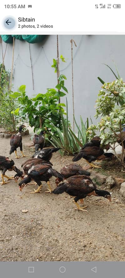 high quality aseel chicks available hai