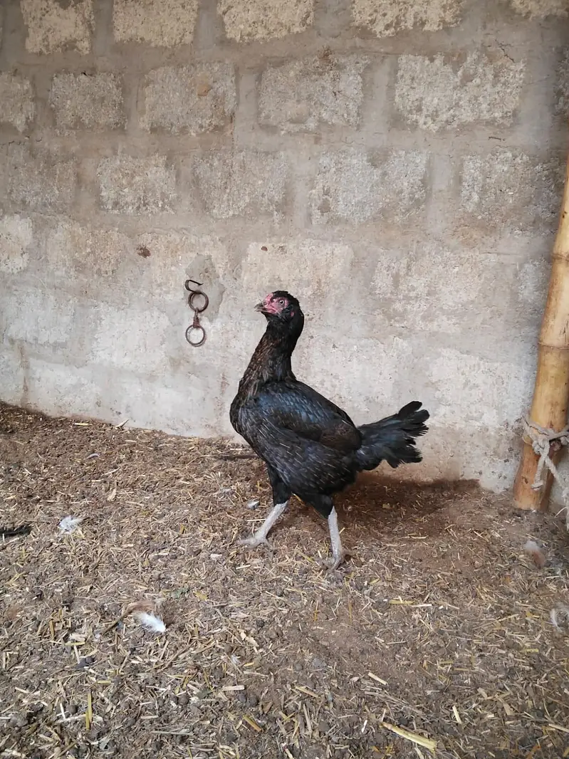 galvi 2 females black and white 1 male — photo 5