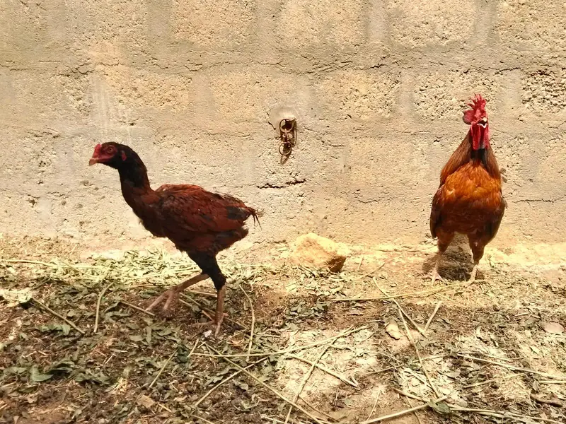 galvi 2 females black and white 1 male — photo 6