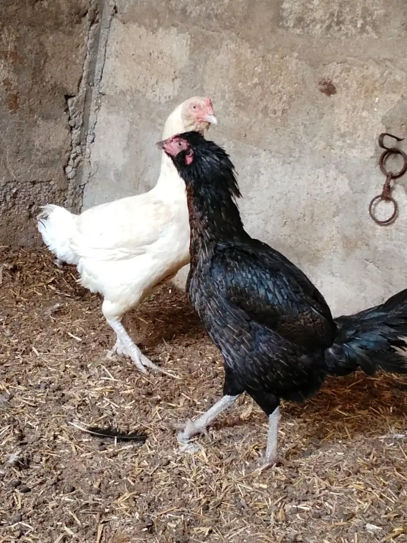 galvi 2 females black and white 1 male — photo 7