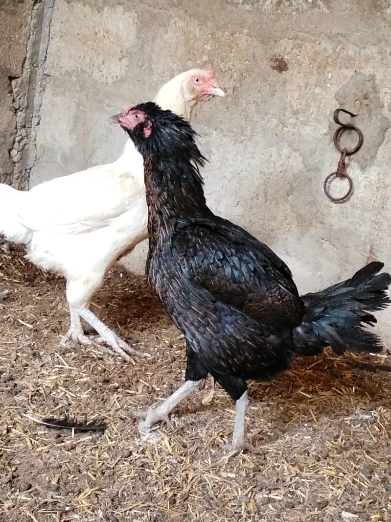 galvi 2 females black and white 1 male — photo 8