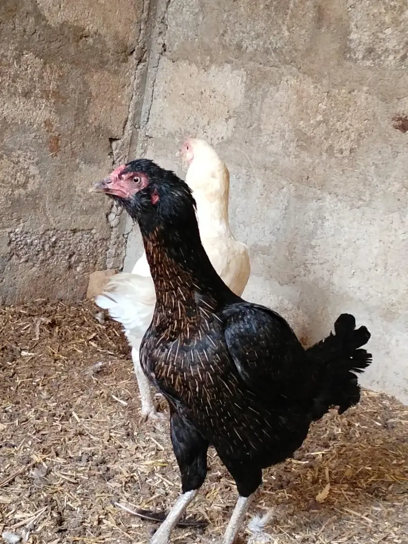 galvi 2 females black and white 1 male — photo 9