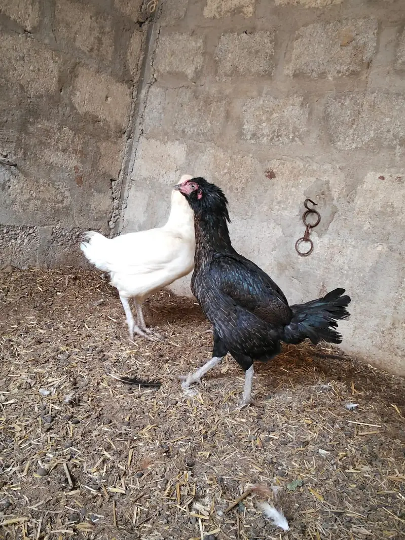 galvi 2 females black and white 1 male — photo 10