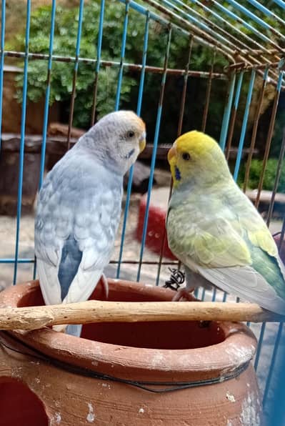 Rainbow Budgies Ready To Breed Pair