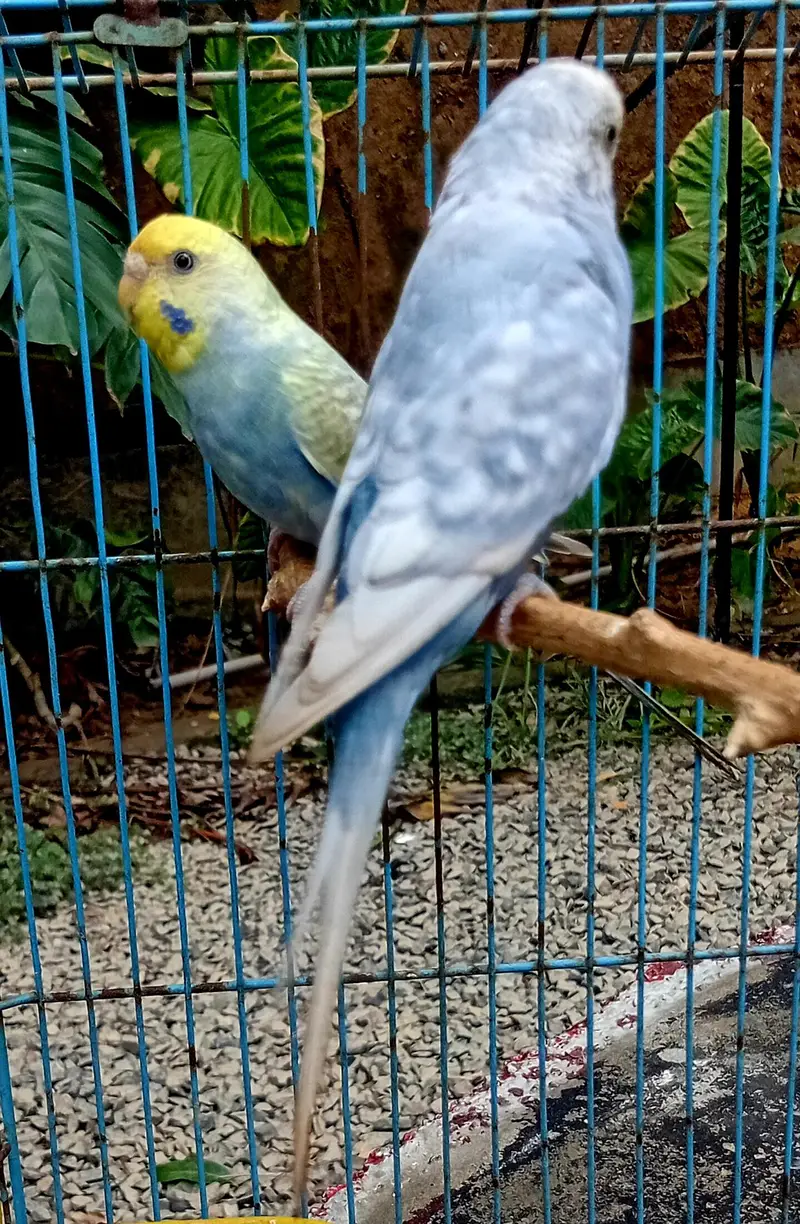 Rainbow Budgies Ready To Breed Pair — photo 2