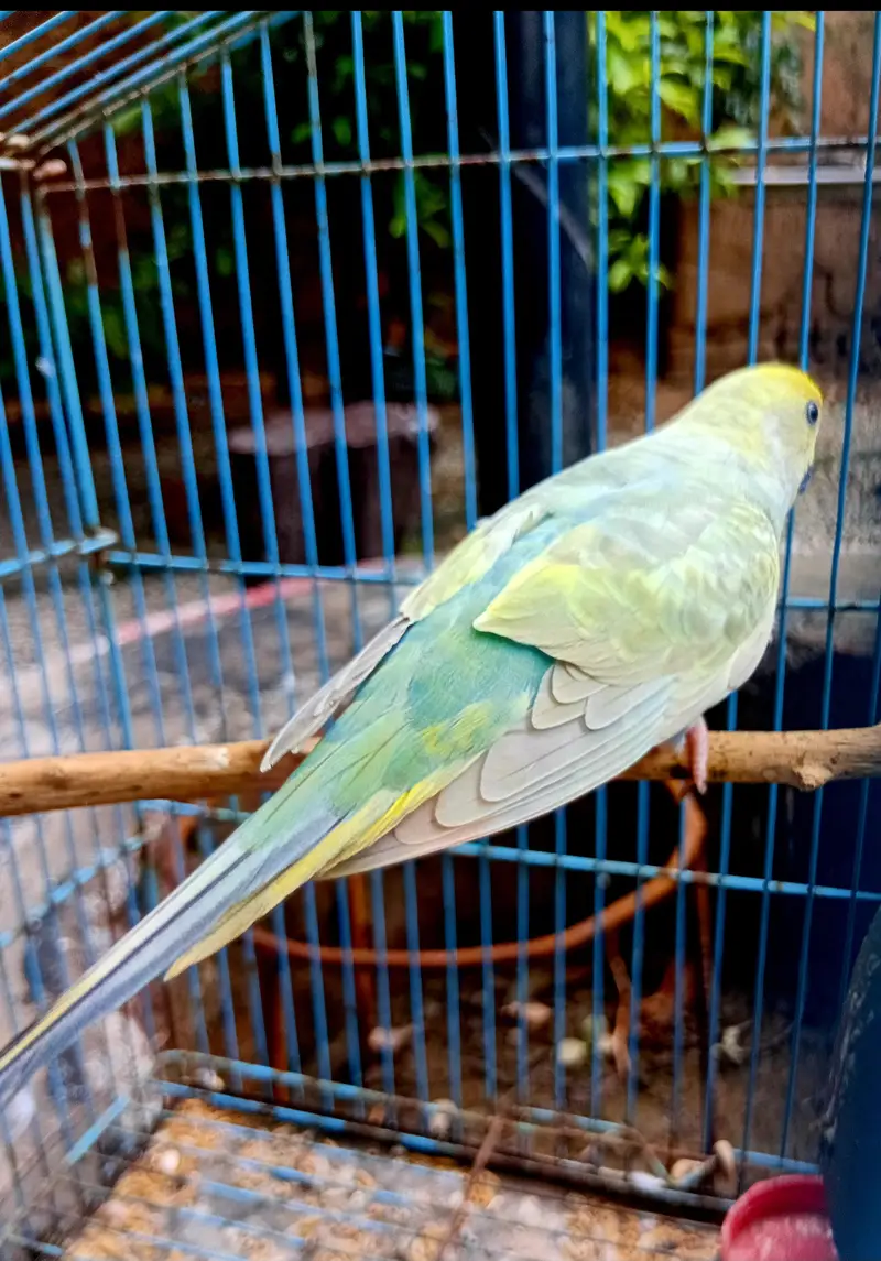 Rainbow Budgies Ready To Breed Pair — photo 3