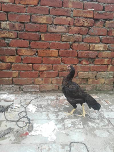 pure aseel active murgi ha