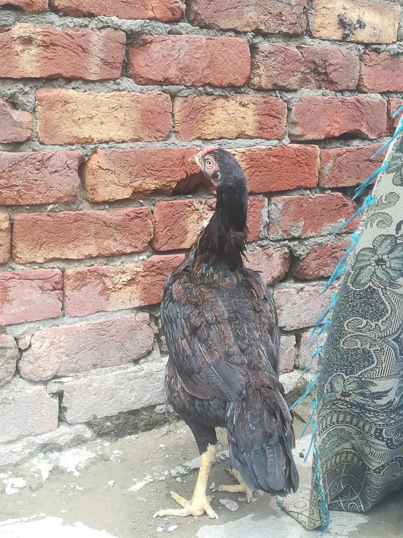pure aseel active murgi ha — photo 2