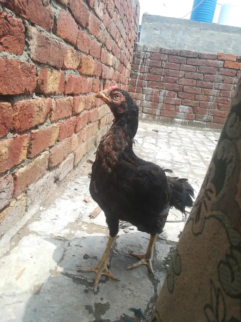 pure aseel active murgi ha — photo 3