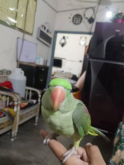 sikandar
