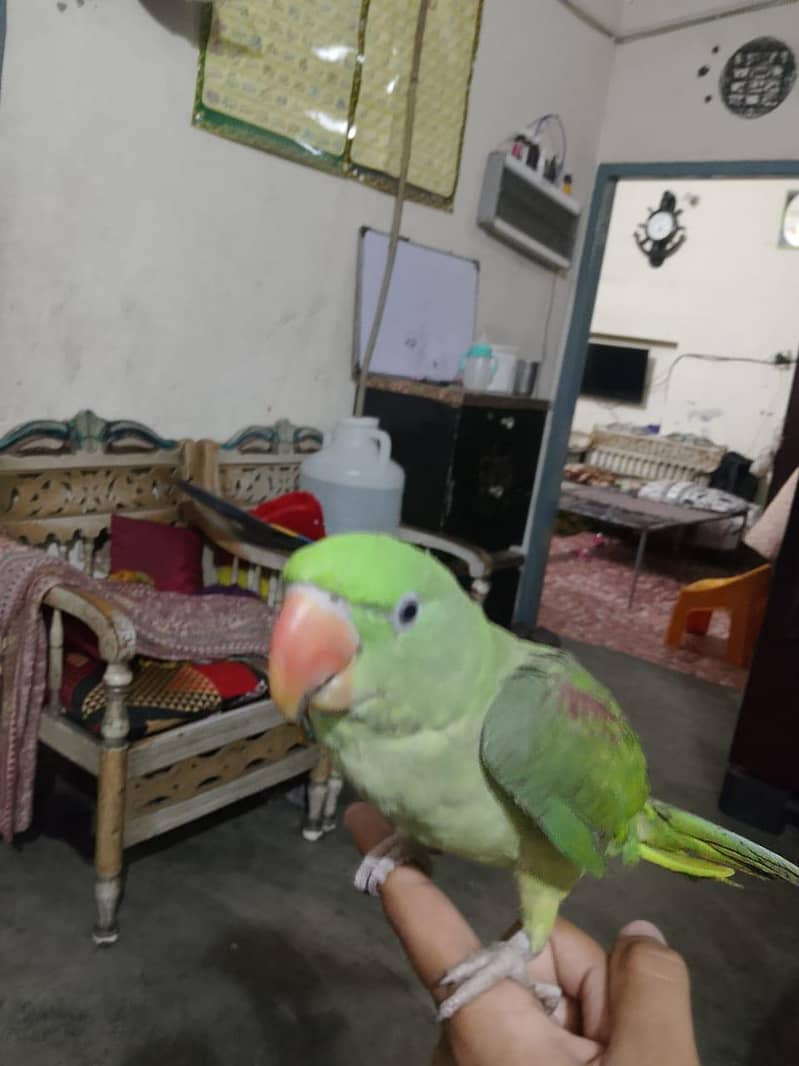 sikandar 3