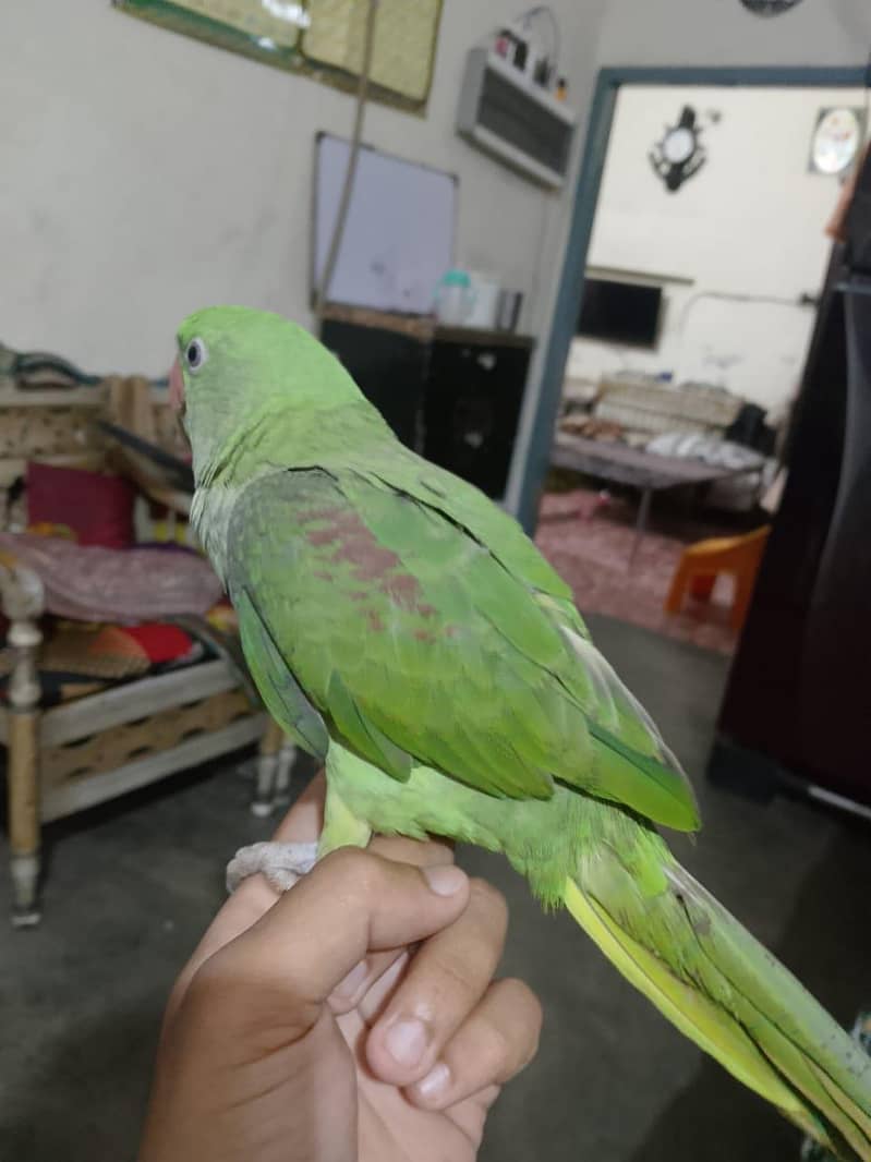 sikandar 5