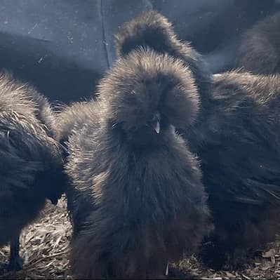 Chicks